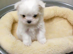 Dog Puppy GIF
