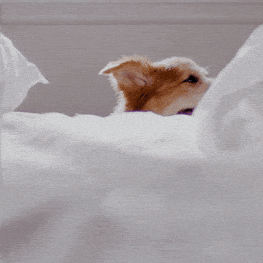 Good Morning Hello GIF by Hill's Pet Nutrition