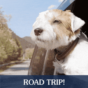 ✈️ The Bark-Byte – Pet Travel 101: Vol. 2 Road Trippin’ - Safety and Comfort