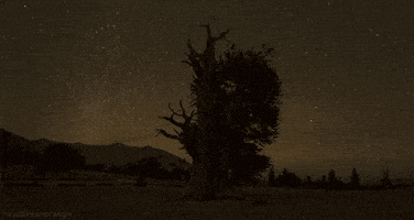stars tree GIF by Head Like an Orange