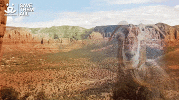 Adopt Best Friends GIF by Best Friends Animal Society