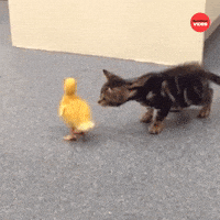 International Cat Day GIF by BuzzFeed