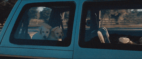 Melissa Mccarthy Dog GIF