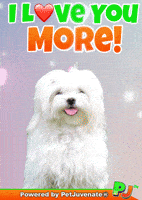 Love You Taylor GIF by PetJuvenate - PJ