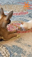 Best Friends GIF by Best Friends Animal Society
