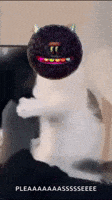 Cat Gif Please GIF by Bold Art Degens