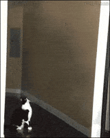 Cat Aliens GIF