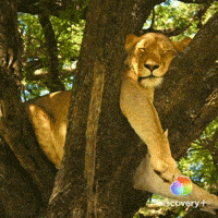 Tired Sleep GIF by Discovery