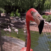 San Diego Fun GIF by San Diego Zoo Wildlife Alliance