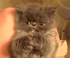 Random cat gif
