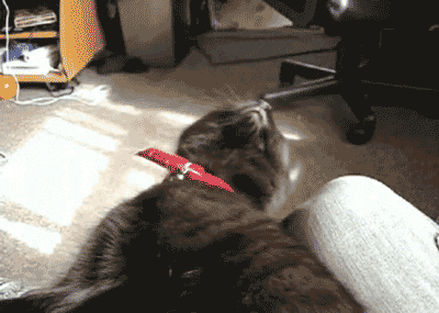 Random cat gif