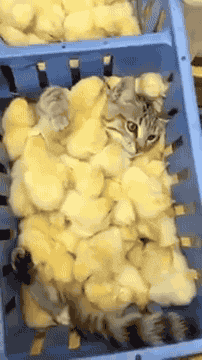 Random cat gif