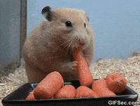 gifs