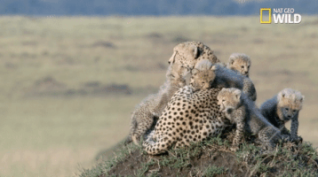 nat geo big cat week GIF by Nat Geo Wild 