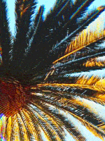 melting palm tree GIF