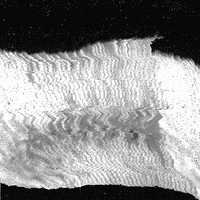 art glitch GIF by Liaizon Wakest