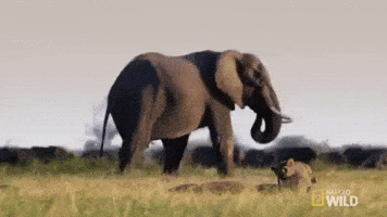 Nat Geo Wild Lion GIF by Savage Kingdom