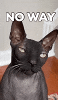 Not Happening No Way GIF