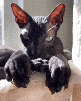 Black Cat GIF