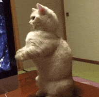 happy birthday cat GIF