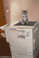 Cat Copy GIF