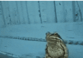 Frog Bullfrog GIF