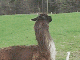sheep running GIF sheep running GIF