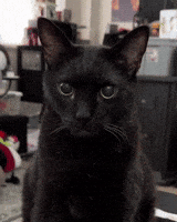 Black Cat Wink GIF