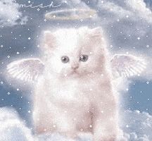 cat kitten GIF cat kitten GIF