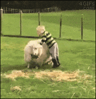 Kid Sheep GIF Kid Sheep GIF