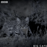 hunter africa GIF by BBC hunter africa GIF by BBC