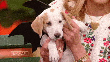 Halloween Hello GIF by Rachael Ray Show