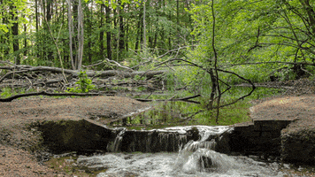 water forest GIF by Living Stills