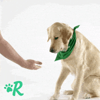 high five golden retriever GIF by Rover.com