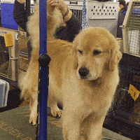 dog GIF by Westminster Kennel Club