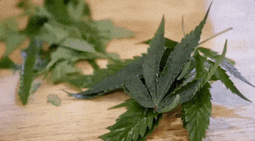 Viceland GIF by Bong Appétit