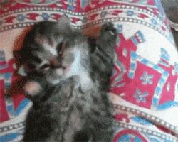 cat GIF