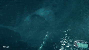 The Trench Shark GIF by Warner Bros. Pictures
