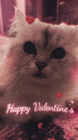 Valentines Day Cat GIF