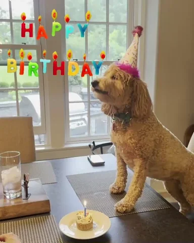 Happy Birthday Dog GIF