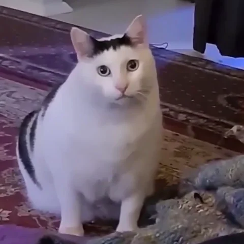 Cat Fun GIF