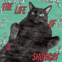 Taylor Swift Swiftie GIF