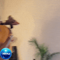 Afrobeats GIF by Wahala Room