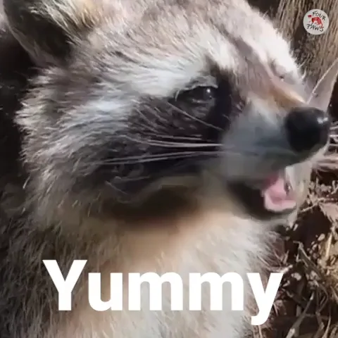 Racoon Munching GIF