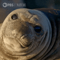 Pbs Nature Wildlife GIF by Nature on PBS