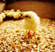 Walking Chicken GIF