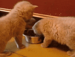 cat GIF