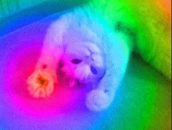 Staring International Cat Day GIF