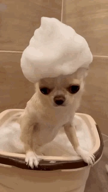 Dog Grooming GIF