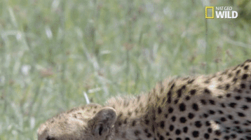 african cats big cat week GIF by Nat Geo Wild 